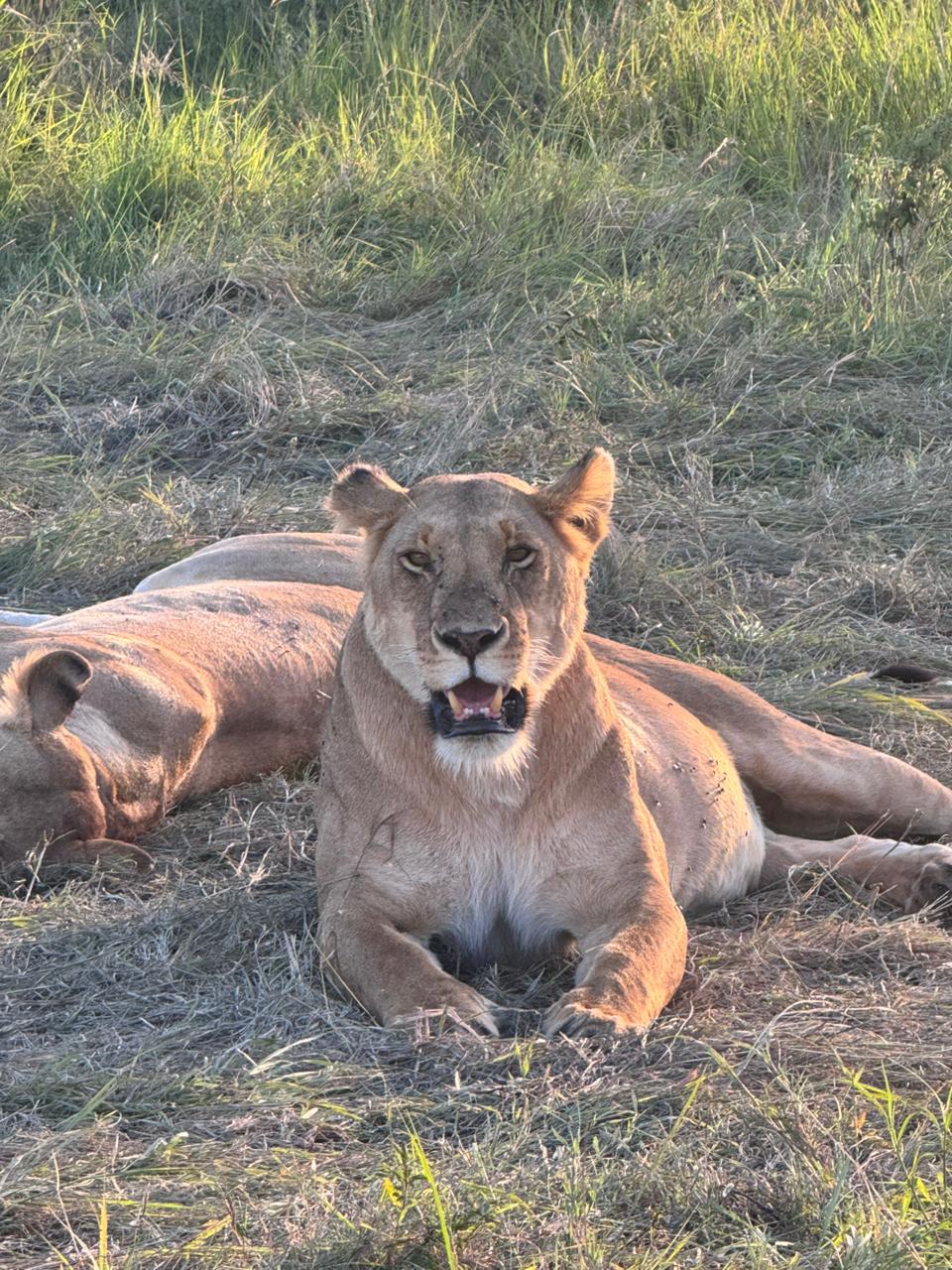 3 Days 2 Nights Masai Mara Budget Safari